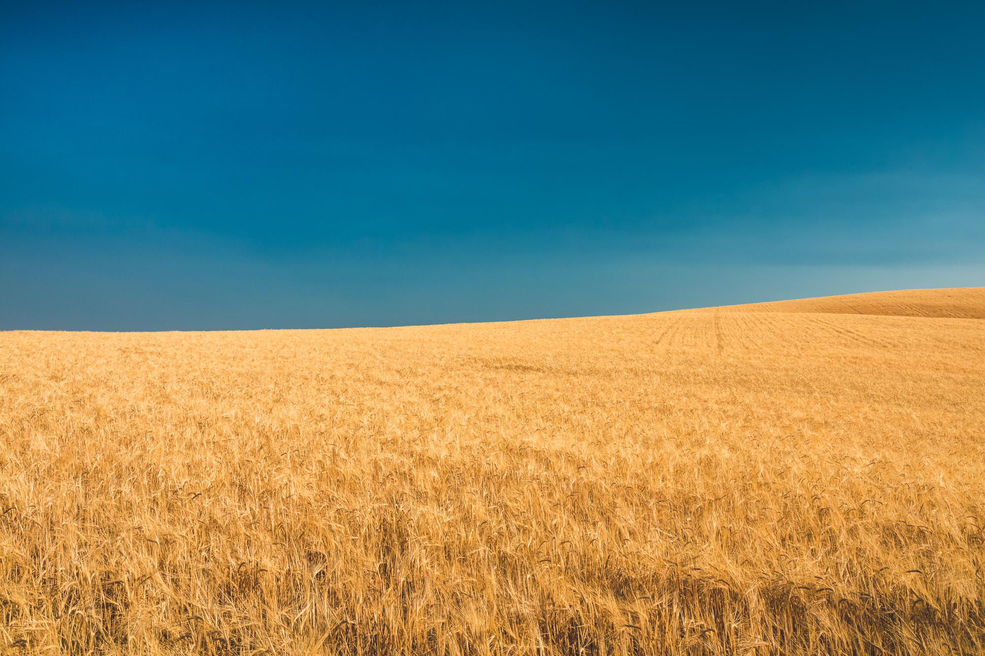 Field of wheat